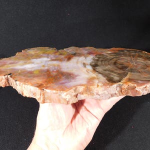 May include: A polished, oval-shaped petrified wood slab. The surface displays a mix of colors, including reddish-brown, white, yellow, and brown, with visible growth rings. The slab is approximately 12 inches long and 6 inches wide.
