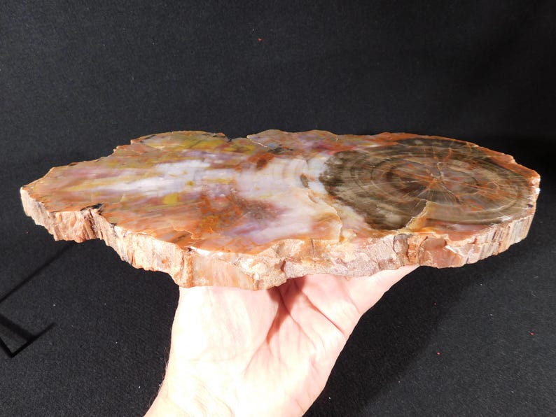 May include: A polished, oval-shaped petrified wood slab. The surface displays a mix of colors, including reddish-brown, white, yellow, and brown, with visible growth rings. The slab is approximately 12 inches long and 6 inches wide.