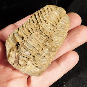 Puede incluir: Un trilobites fosilizado, un artrópodo marino prehistórico, se sostiene en una mano. El fósil es de color marrón claro con patrones de concha segmentados detallados. El fondo es oscuro.