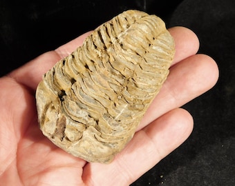 巨大なモロッコの三葉虫の化石、パラドキシダエ（マトリックス