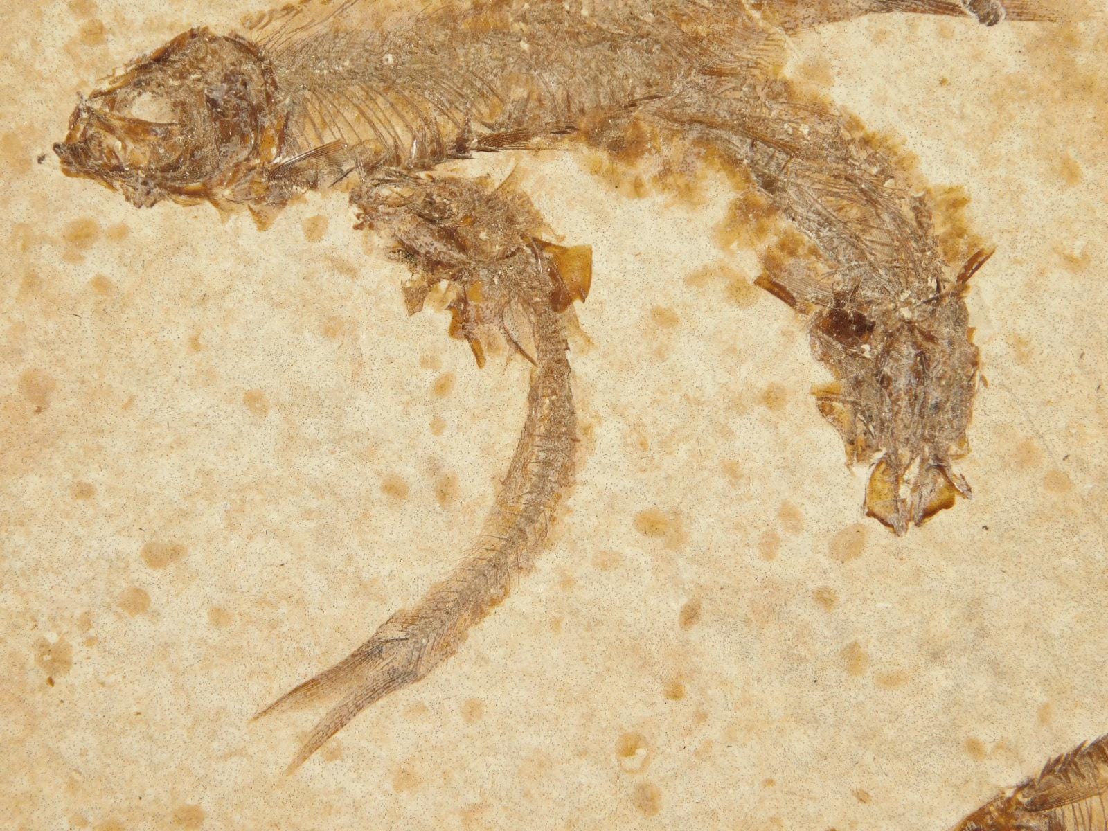 ロックアクアリウムファイブ！ワイオミング産100%天然ナイティア