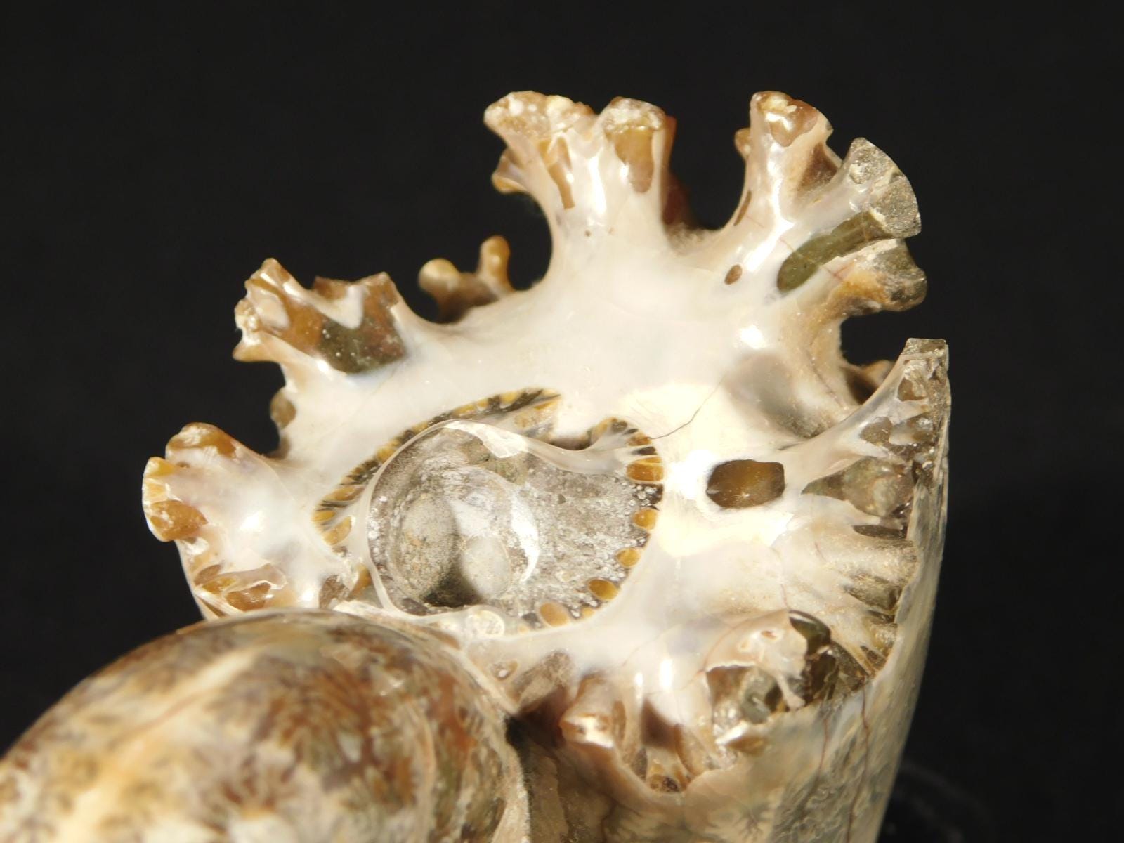 わぁ、大きい！研磨済みアンモナイト化石（台座付き）マダガスカル産