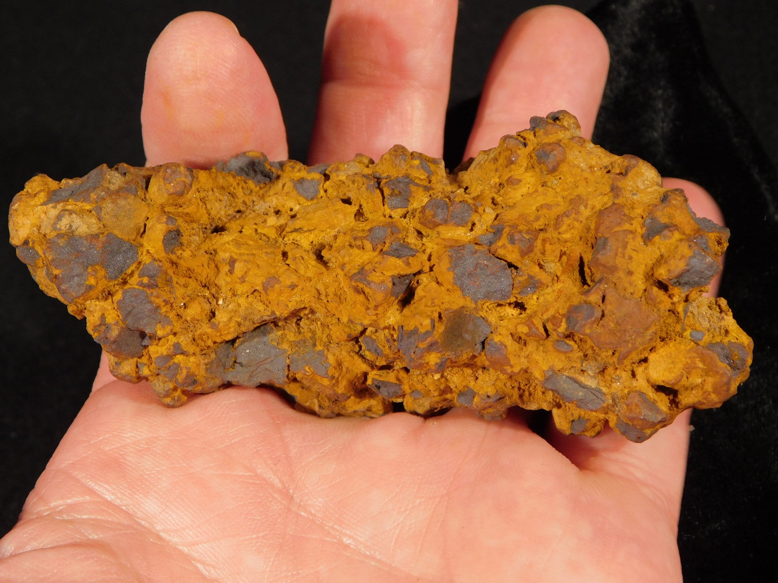 turtle coprolite