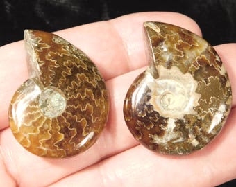 アンモナイトの化石（研磨済み、縫合線あり）1 1/2インチ以上 lih52