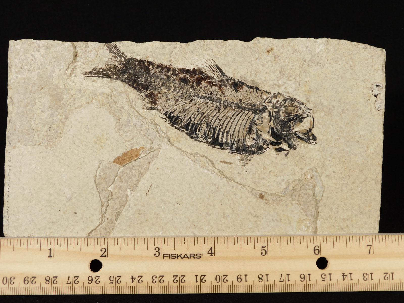 X線骨！ワイオミング州産5000万年前のナイティア魚の化石 536