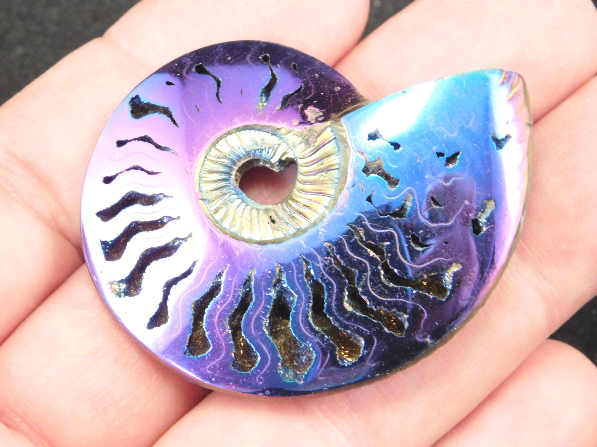 Pyritized Ammonite - Etsy