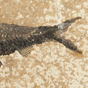 Knightia Eocaena FISH Fossil Green River Formation Wyoming - Etsy