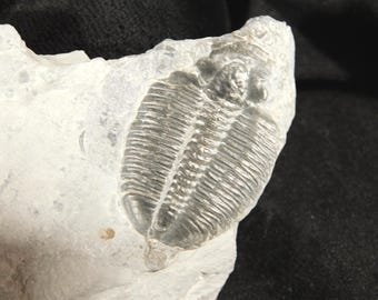 アノマロカリスの噛み跡が残る三葉虫の化石！カンブリア紀ユタ州産