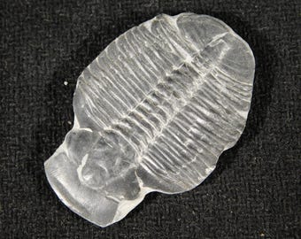 5億900万年前！カンブリア紀ユタ州産エルラシア三葉虫化石 144グラム