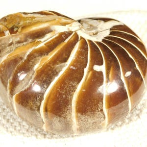 Big Very Rare! 100% Natural Polished Cretaceous Era NAUTILUS Fossil 346gr