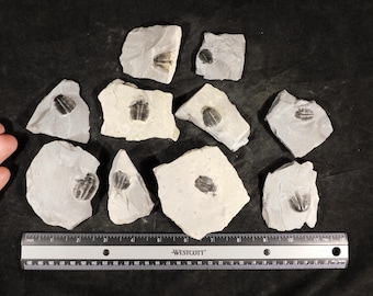 アノマロカリスの噛み跡が残る三葉虫の化石！カンブリア紀ユタ州産