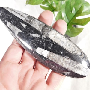 Lang! 400 Millionen Jahre altes poliertes ORTHOCERAS Fossil mit Ständer! Marokko 139gr