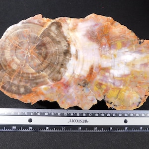 May include: A polished slice of petrified wood, showcasing concentric growth rings in shades of brown, orange, and white. The fossilized wood is irregularly shaped and measures approximately 12 inches in length. A ruler is placed below the wood for scale.