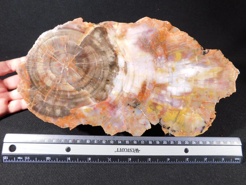 May include: A polished slice of petrified wood, showcasing concentric growth rings in shades of brown, orange, and white. The fossilized wood is irregularly shaped and measures approximately 12 inches in length. A ruler is placed below the wood for scale.