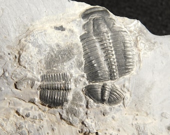 5億900万年前！カンブリア紀ユタ州産エルラシア三葉虫化石 144グラム