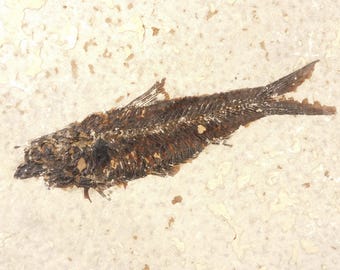 ビッグ！100%天然ディプロミスタス魚化石（両面にマトリックス付き