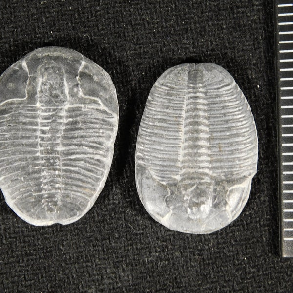 TWO! 500 Million Year OLD TRILOBITE Fossils 100% Natural Utah 9.63