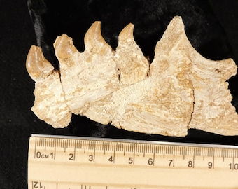 Fossile di mandibola di Mosasauro con QUATTRO DENTI, proveniente dal Cretaceo del Marocco! 9,90
