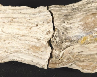 Perfect Bark! HUGE TWENTY POUND! Petrified Wood Fossil From Wyoming 8728gr