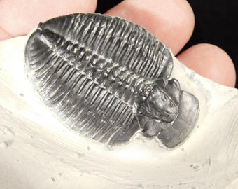 5億900万年前！カンブリア紀ユタ州産エルラシア三葉虫化石 144グラム