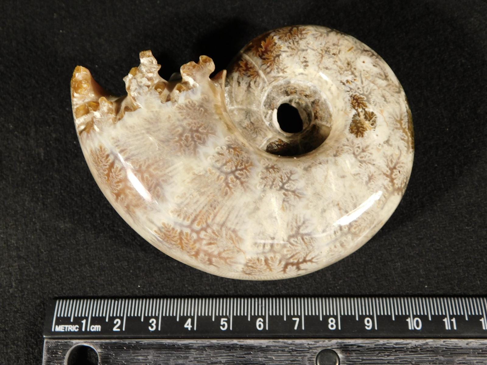 マダガスカル産 アンモナイト 化石 台座とオマケ付き マダガスカル産 アンモナイト 化石 台座とオマケ付き マダガスカル産