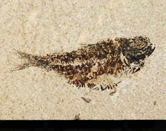 ワイオミング州グリーンリバー層（米国）産のナイティア化石、始新世