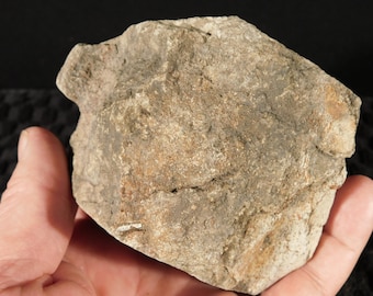 CUT DINOSAUR Bone Fossil From Jurassic Utah! 100% Natural 670gr