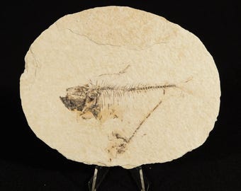 X線骨！大型で天然のディプロミスタス魚化石 ワイオミング州産 623g