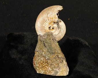 WHITE Ribbed AMMONITE Fossil From Madagascar 88.4gr A 200 Million Year Old