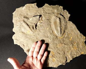 May include: A fossilized trilobite on a piece of rock. The trilobite is a type of extinct marine arthropod that lived over 500 million years ago.