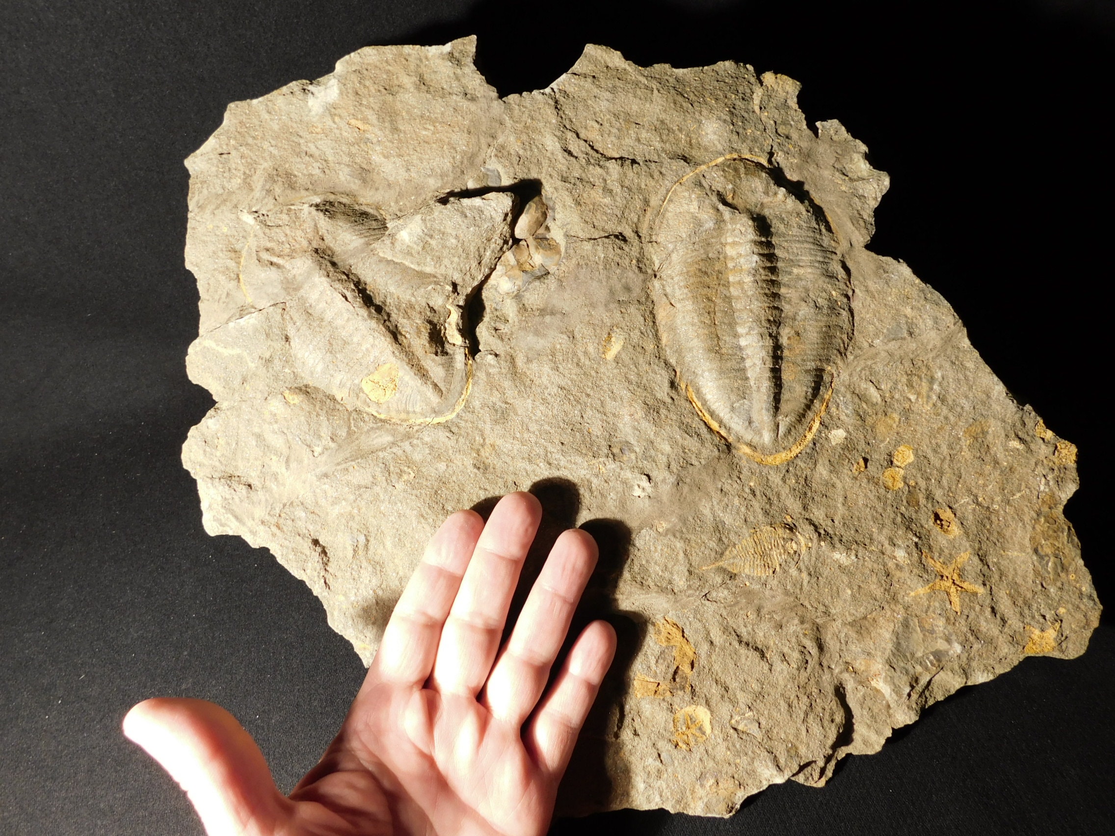 Two BIG! Eudolatites Sp. Trilobite Fossils in HUGE Split Matrix