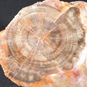 May include: Close-up of a polished petrified wood slice. The stone displays concentric rings in shades of brown, orange, and cream, with a central starburst pattern. The surface has a smooth, glossy finish, showcasing the natural grain.