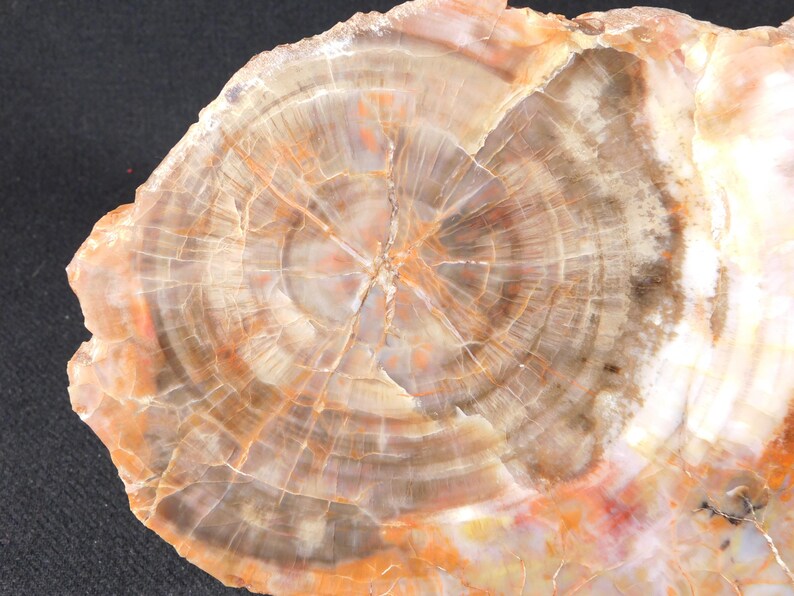 May include: Close-up of a polished petrified wood slice. The stone displays concentric rings in shades of brown, orange, and cream, with a central starburst pattern. The surface has a smooth, glossy finish, showcasing the natural grain.