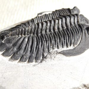 ¡Grande! Fósil de trilobites Hollardops, bonito y 100% natural, Marruecos, 608 g.