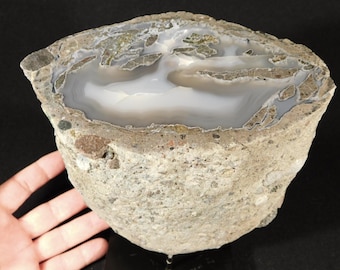 BIG! Highly Agatized Polished Wiggins Fork Petrified WOOD Fossil
