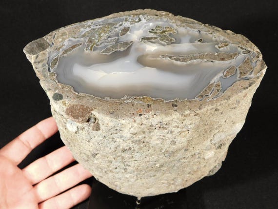 BIG! Highly Agatized Polished Wiggins Fork Petrified WOOD Fossil