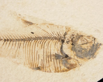 わあ、レントゲン写真の骨！5000万年前！ワイオミング州産ディプロミストゥス魚類の化石、380グラム