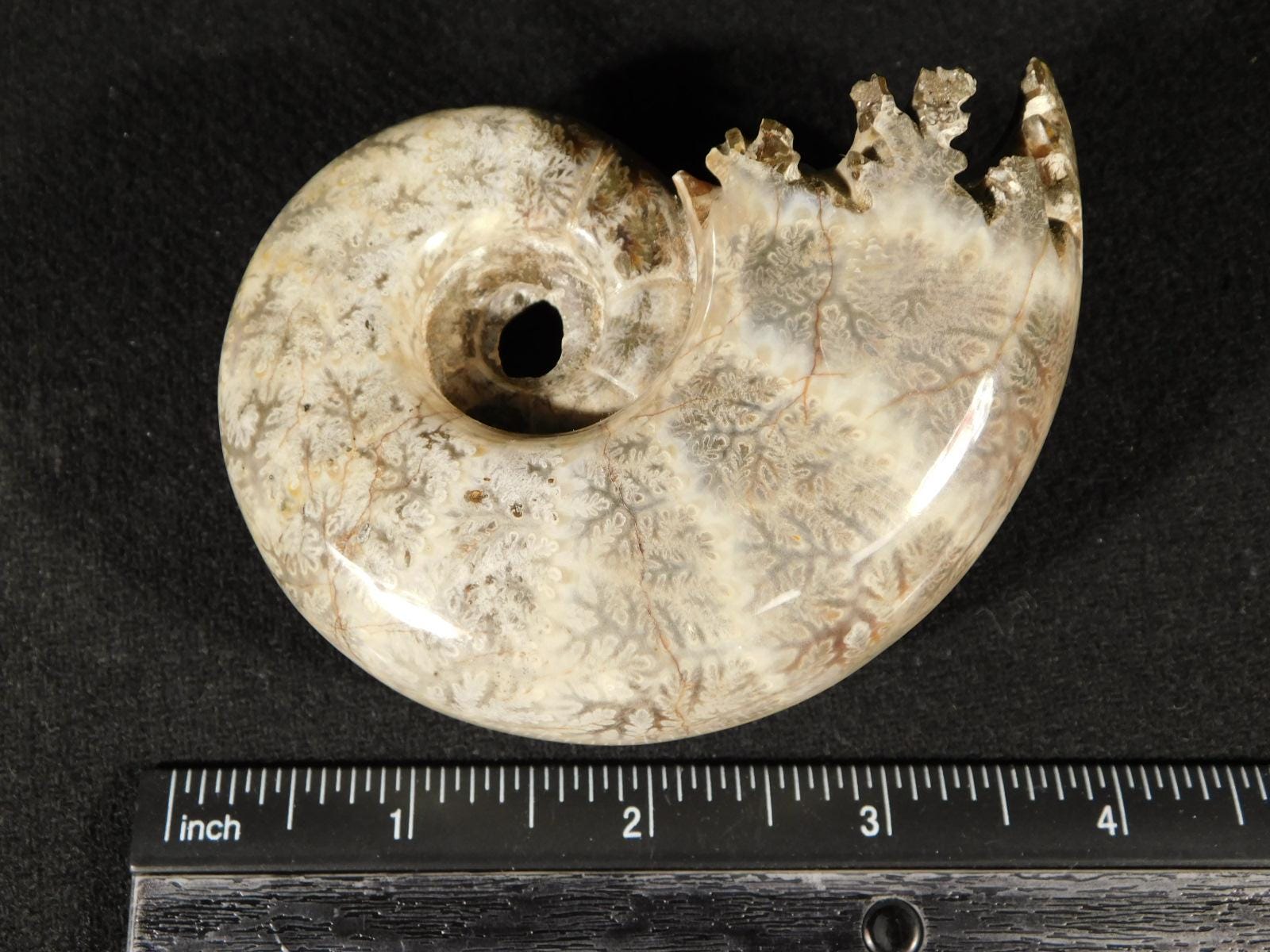 わぁ、大きい！研磨済みアンモナイト化石（台座付き）マダガスカル産