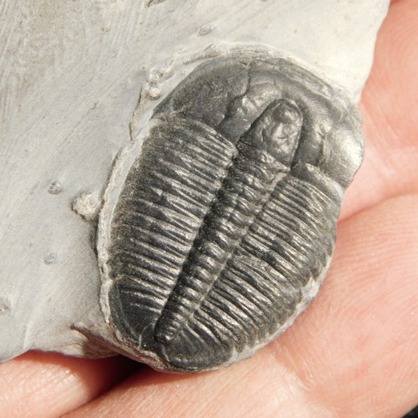 NICE and Natural 509 Million YEAR Old! Trilobite Fossil Utah 71.2gr *C