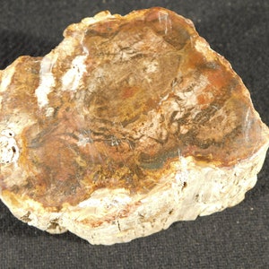 Perfect BARK! 225 Million Year Old Polished Petrified Wood Fossil 285gr