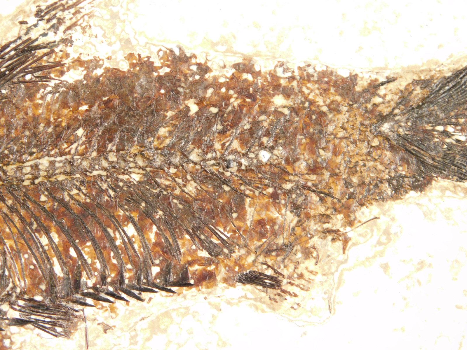 大型化！5000万年前のナイティア魚の化石 ワイオミング州産 785グラム