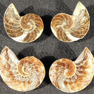 Könnte beinhalten: Vier polierte Ammoniten-Fossilien, angeordnet in einem zwei-mal-zwei Raster. Jedes Fossil zeigt ein ausgeprägtes spiralförmiges Schalenmuster mit abwechselnden Bändern aus tiefbraunen und cremefarbenen, durchscheinenden Mineralablagerungen, die komplexe Kammern aufweisen.
