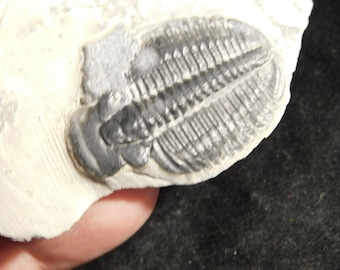 アノマロカリスの噛み跡が残る三葉虫の化石！カンブリア紀ユタ州産