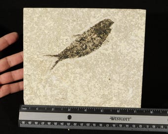 ワイオミング州グリーンリバー層（米国）産のナイティア化石、始新世