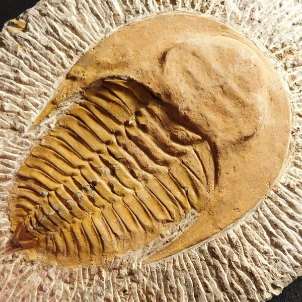 Big! 530 Million Year OLD! Andalusiana Trilobite Fossil Anif Morocco 878gr