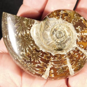 Selten ! Nicht eindeutig poliertes AMMONIT-Fossil aus Madagaskar 118gr