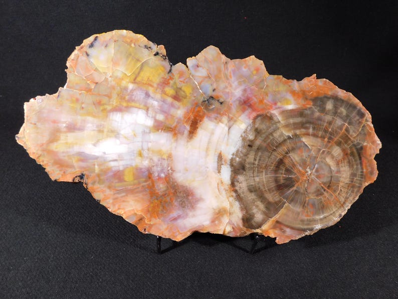 May include: A polished, irregularly shaped piece of petrified wood. The stone displays concentric rings in shades of brown, white, yellow, and orange. The wood grain is visible, showcasing the natural patterns of the ancient tree. The specimen is displayed on a black stand.