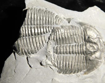 5億900万年前！カンブリア紀ユタ州産エルラシア三葉虫化石 144グラム