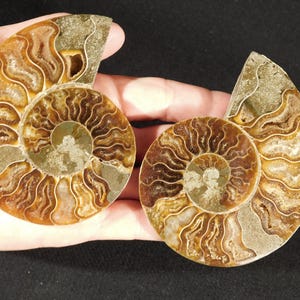 May include: Two polished ammonite fossils featuring intricate, spiraling chambers in shades of amber, brown, and cream. The cross-section reveals detailed, wavy septa lines and crystalline textures within the fossilized shell structure.