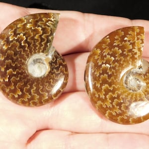TWO Highly Polished! Sutured AMMONITE Fossils Mahajanga Madagascar 9.24